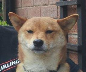 sexuallyfrustratedjellybabies:  sexuallyfrustratedjellybabies:  so my dog was reunited with his parents today  and his dad has provided me with the best reaction picture eVER  you think this is a game, son?  this post is 16 notes away from 70k what the