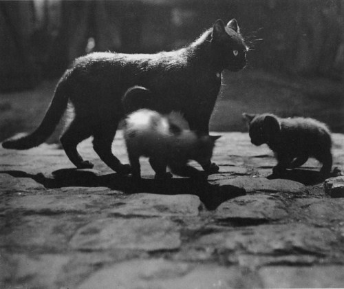 pearlsincerity:Brassai - Cats on Cobblestone Street