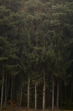 r2–d2:  Wald #26 by (Joerg Marx) 