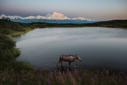 Americasgreatoutdoors:  Summer Sunsets At Denali National Park And Preserve In Alaska