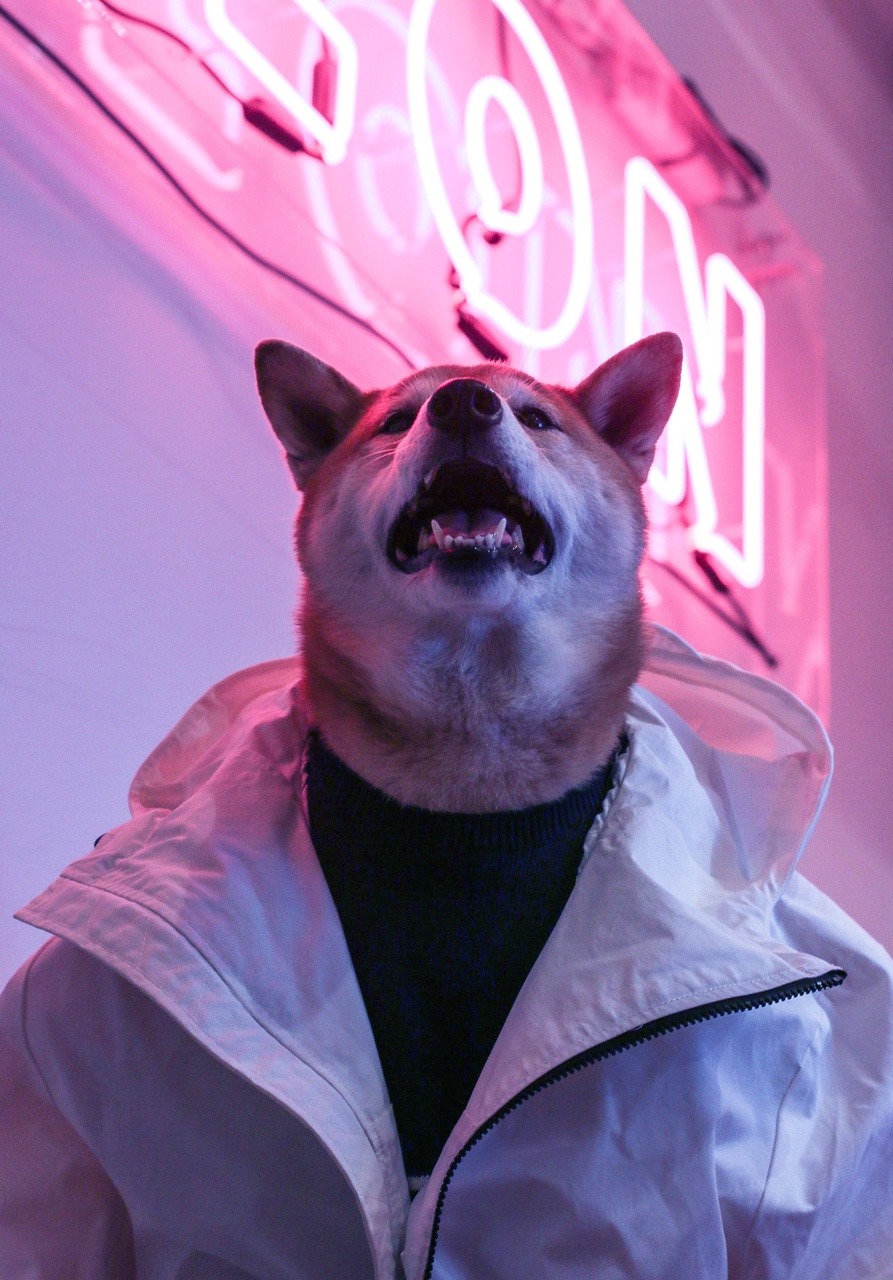 mensweardog: Nuthin’ but a “G” Thang   #DogDre 