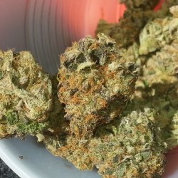 weedporndaily:  Girl scout cookies. by cali_bud925 http://ift.tt/1jfqaVO