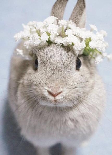 stay–sasssy:Bilde via We Heart It weheartit.com/entry/224024276 #animals #bunny #easter