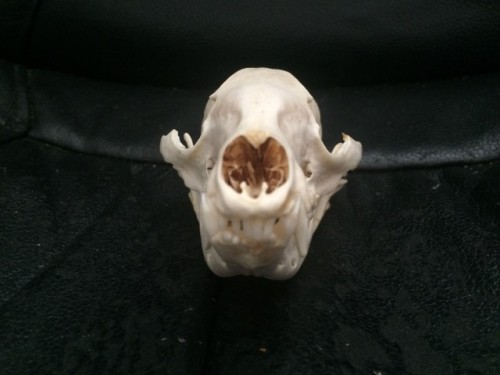 Female C.oati skull. My fourth c.oati, though I sold the others a while ago.