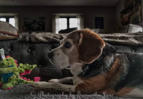 Fine Art Portrait Of The Captivating Capri The Beagle
