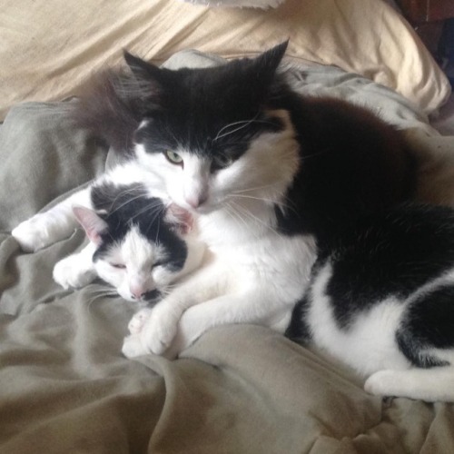 Cuddle time with my sister ❤️#norwegianforestcat #pet #petsofinstagram #cat #catsofinstagram #catsta