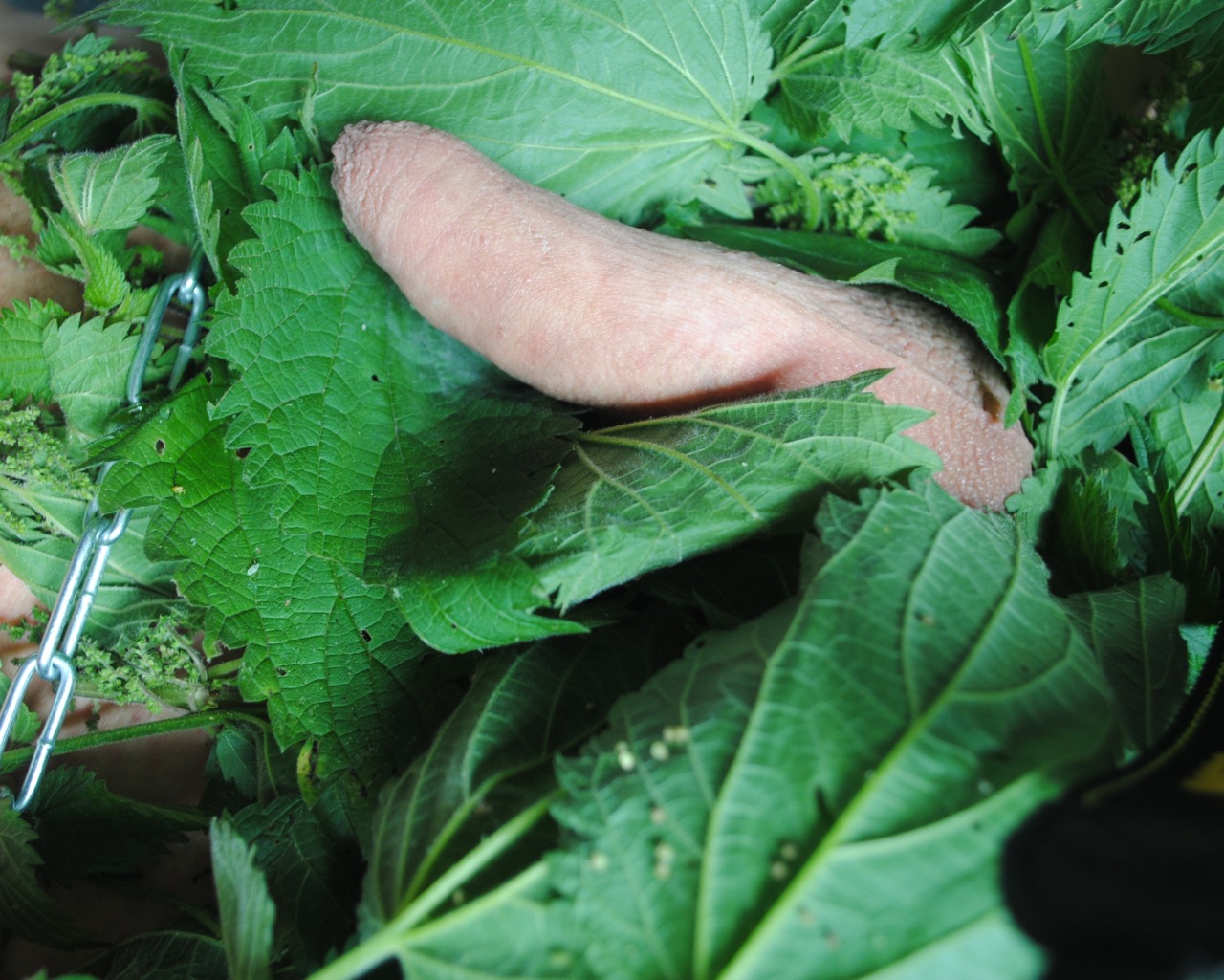 Look what’s hidden in the nettle bushes.