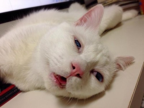 misstransatlantic: kittehkats: More of Setsu-chan at his derpy best. Drool on my friend.  Drool