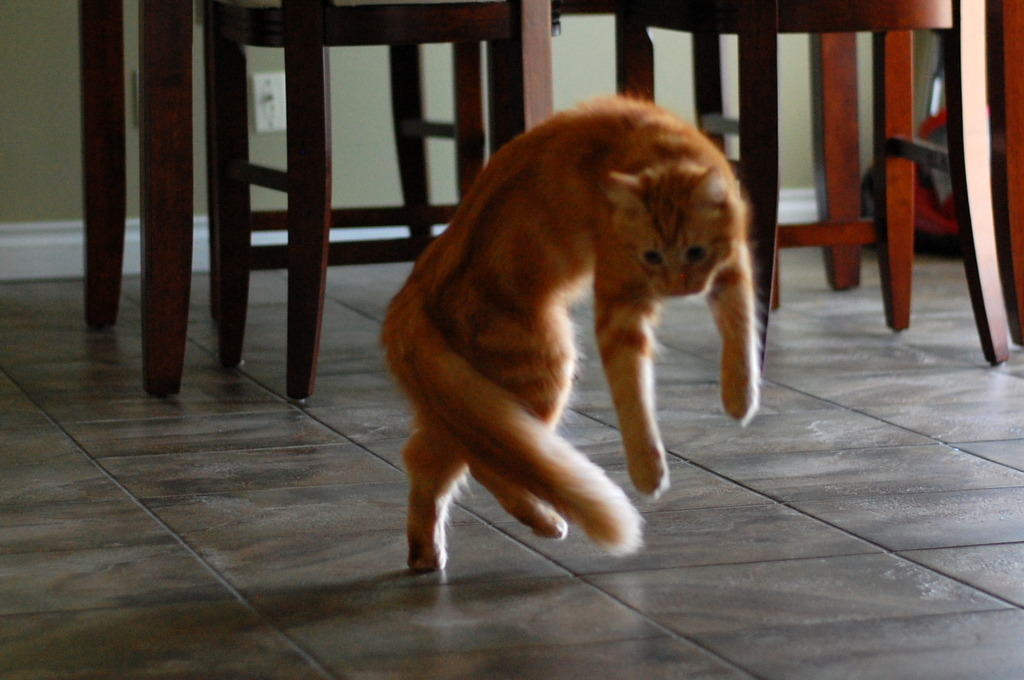 pabuthefirecat:  Pabu, the Acrobatic Cat Pabu: Jump!  Jump!  Double-jump! 