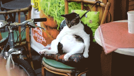 bootylicious-buggy:  I like how its tail is censoring its crotch.