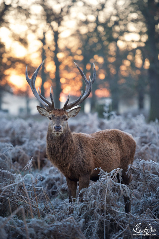 Frozen Stag Under Broiling Firmament - By Max Ellis