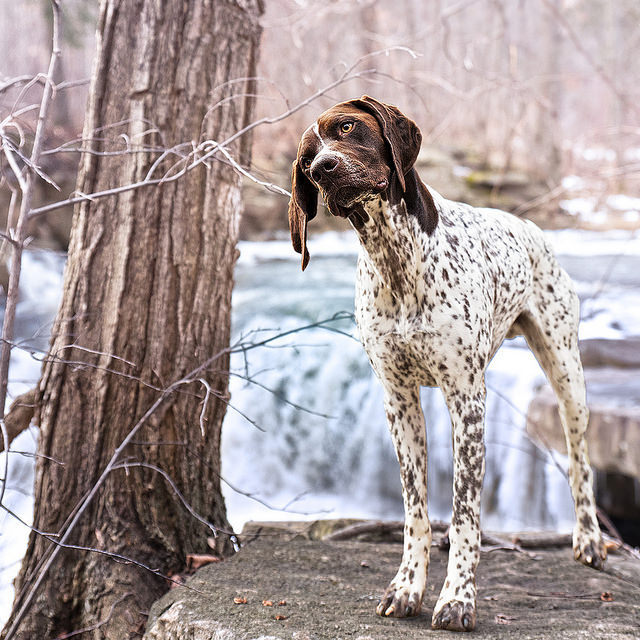 misterwooff:  Small waterfall at Rockway conservation by dudejager on Flickr.