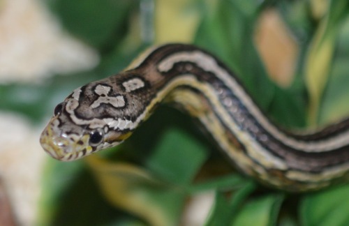 micvic90:My pretty liittle corn snakes.