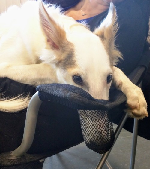 running-dog: Of course that’s why the chairs have that feature.  It’s a snout rest, intended for the comfort of snouts.  What else would you do with it?