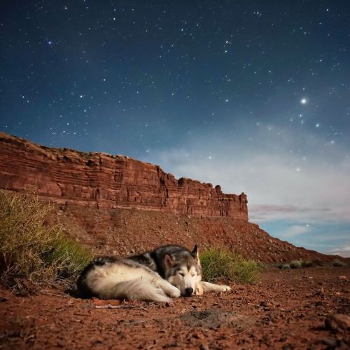 Sex boredpanda:    I Take My Wolfdog On Epic pictures