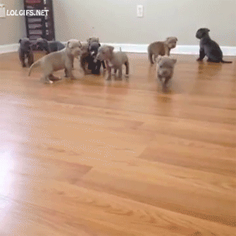 ohhhkat:  my heart would explode  
