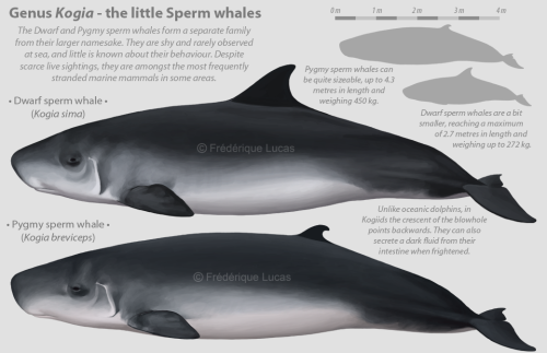 Genus Kogia - the little Sperm whalesAnd another infographic. I’m really liking this way of sh