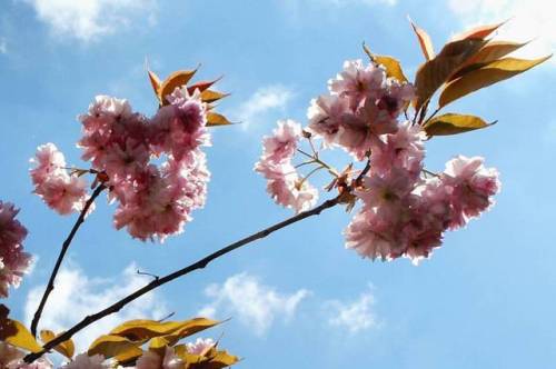 Well, just one more of those #cherryblossoms - I simply enjoy them so much - I ❤ the thought that th