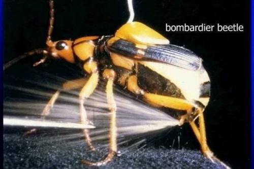 Insectile rocketryImagine that you’re a predator lunging for a tasty looking beetle, and just 