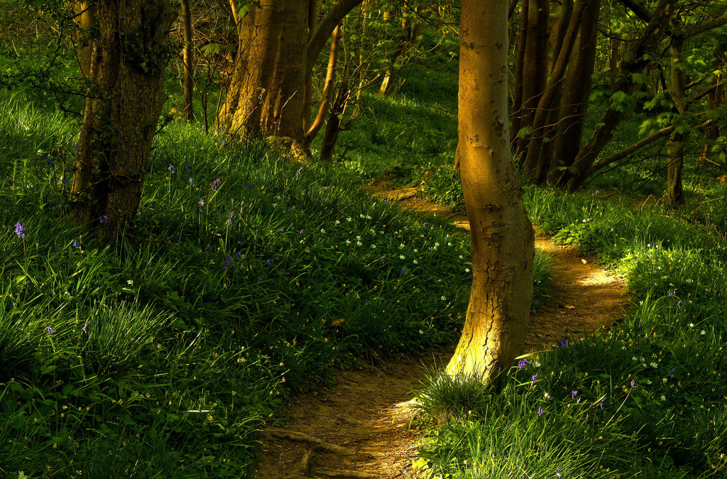 woodendreams:  (by Steve Thompson images)