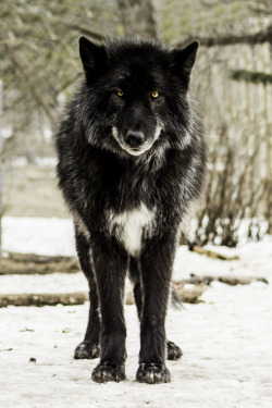 kingdom197:   Black Wolf | by Sharif Galal