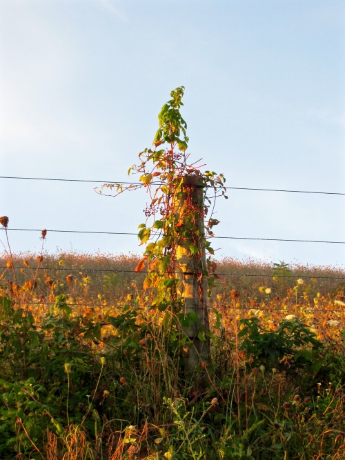 A couple more fence posts in red morning light. Look how they help the plants.