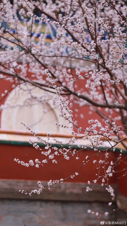 fuckyeahchinesegarden:peach blossom in 阐福寺 chanfu temple, beihai park by 張萌Moe23 | gaogewf