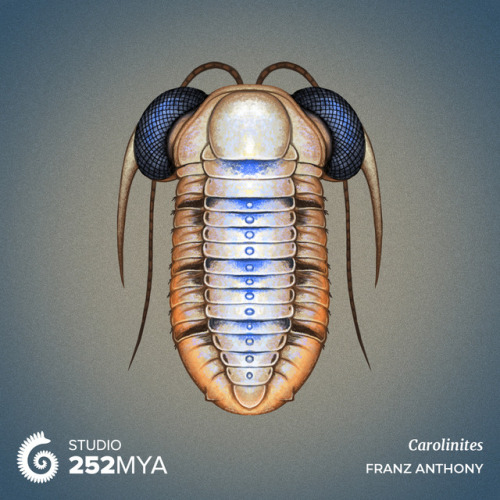 252mya:CarolinitesArtwork by Franz Anthony / @franzanthUnlike many familiar trilobites that scuttled