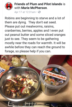 fyeahleopardgeckos: mad-hare: Would like to share this, to anyone in the northeast US/Canada, we had a very severe late blizzard last week. I noticed many robins flying around panicked, staying on the roads. This storm was very unexpected for the birds
