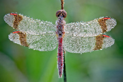 earth-song:  A few months ago David Chambon has been working on a series of amazing photographs of insects covered in dew drops. If the “creativity” of the phenomenon is due to the nature only, Chambon takes credit for putting in focus, with exemplary
