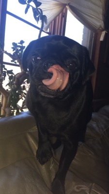 pugsequalsdrugs:  All Charlie does is lick and lick. Submission.