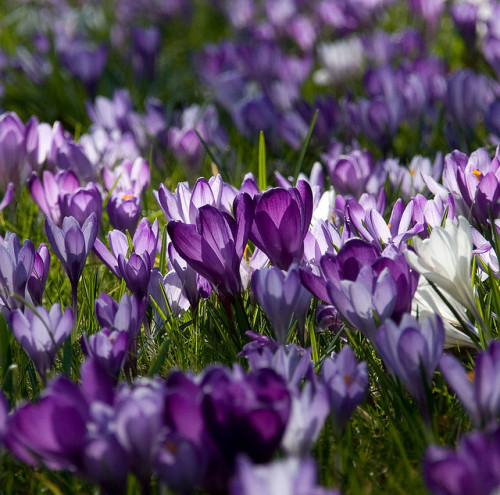 outdoormagic: Shades of Purple and Lilac by flash of light on Flickr.