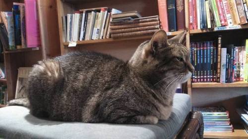she-who-treads-on-water:This is Ruby the bookstore cat. She’s sassy and recommends good books.