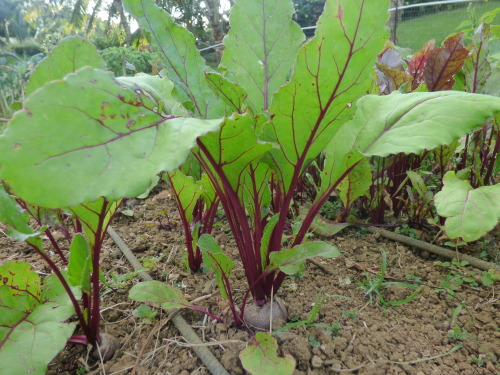 dreadedgrape:  barefootedfarmer:  root beds white daikon, purple daikon, red beats, red turnips    here are pictures of the farm im on. this is my farm blog/ gardening blog covers my personal travels working on farms  