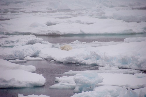Sea ice and a polar bear in the Fram Strait (Arctic Circle).Sea ice is frozen seawater that floats o