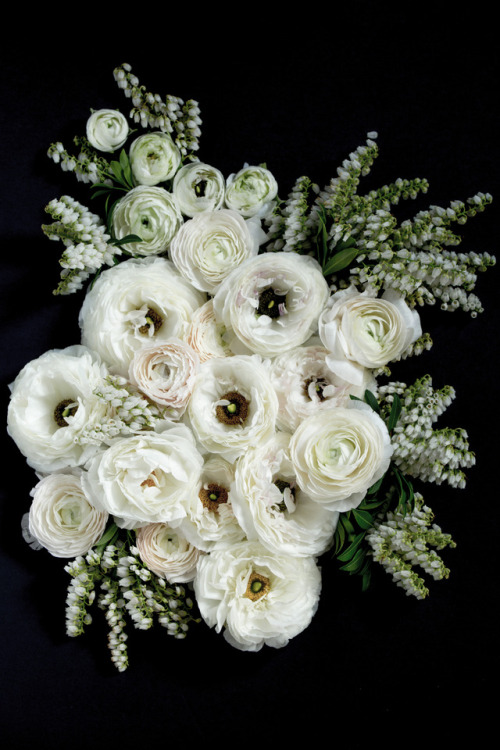 Ranunculus & pieris purity©Botanic Art