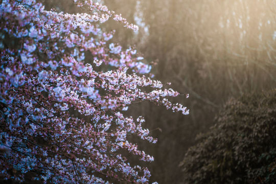 I Photographed The Cherry Blossoms… In Amsterdam!