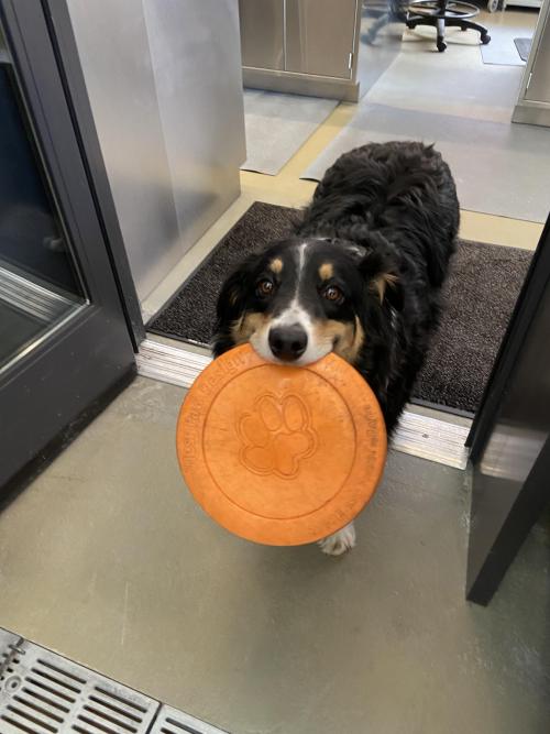 Co-worker of the Week, Bubba, makes sure we always have a good frisbee/work balance.