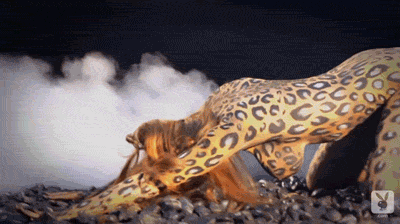 hottest-gif:  