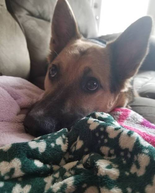 Happy #NationalDogDay. Here’s my brown-eyed boy#banjo #banjotherescue #germanshepherdmix #ge