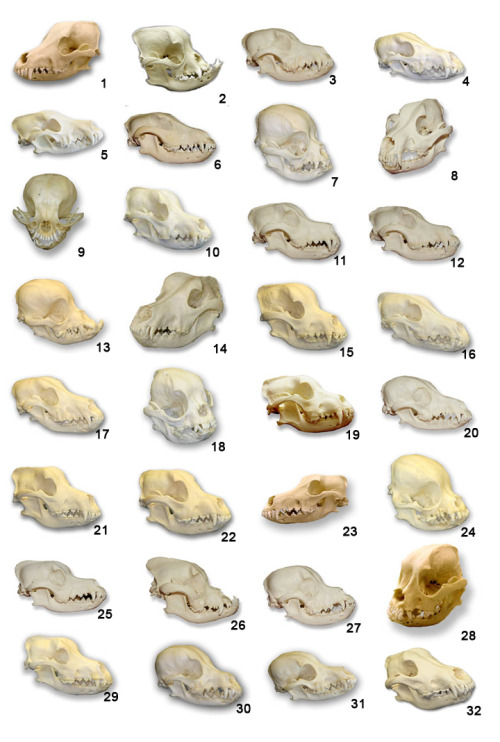 boneidentification:31 Domestic Dog skulls, along with a wolf skull!1   – Airedale Terrier           