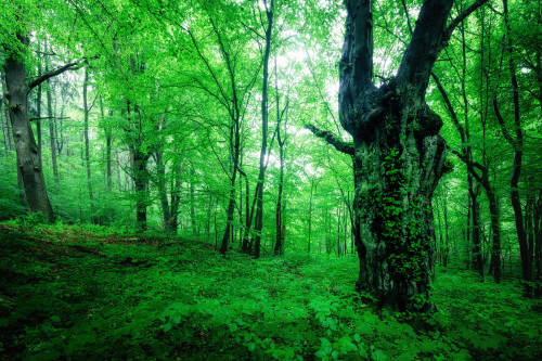 Waldkreaturen by Olli Henze Facebook | Website | Posterlounge | Instagram | 500px