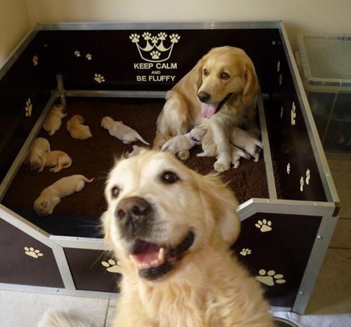 thecutestofthecute:  blueberryfoxcake:  This is just a great picture. Look at those happy dogs!  “These are my babies!! We MADE these!!” 