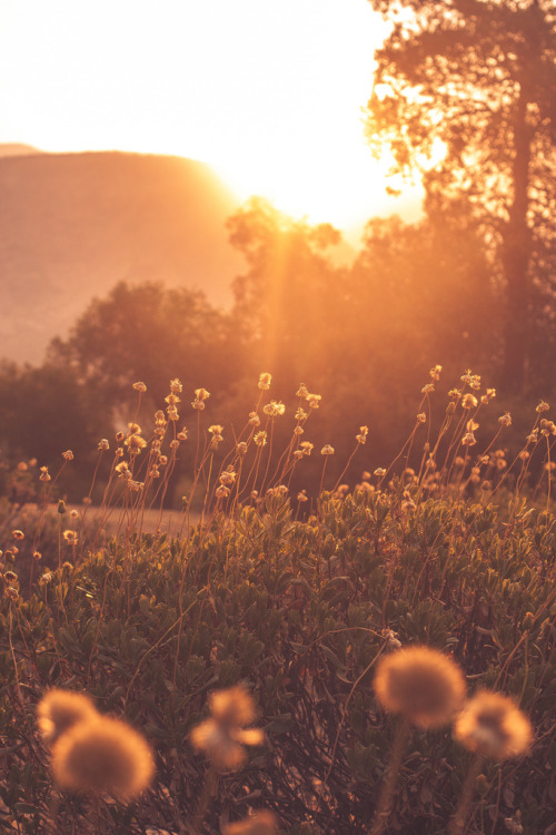 mrpink627: Dandelions in the spring