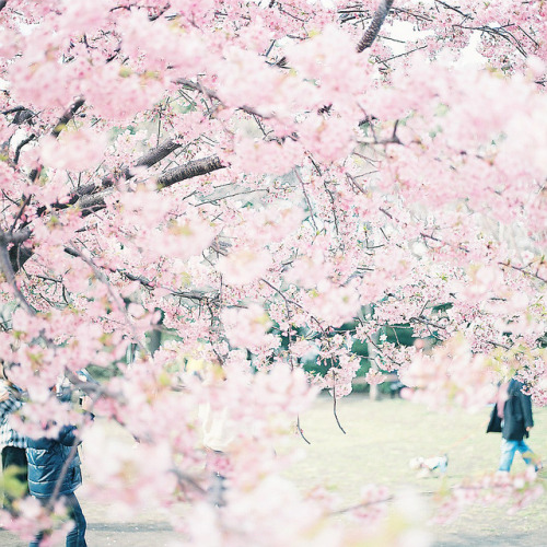 hach-iko:  2012の桜 西郷山公園 by porn pictures