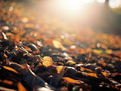 fleeting-moments:A roll of Ektar in Greenwich Park on an Autumn day. 