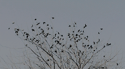 bluesartgent:Humans were so circular; they lived the same slow cycles of joy and misery over and ove