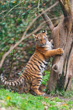 magicalnaturetour:  Clinging on the tree