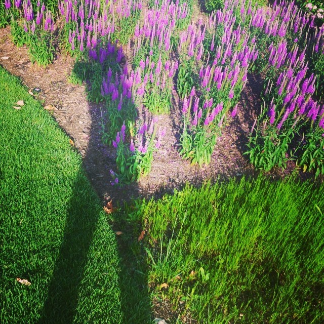 fashiondailymag:
“I feel like the giant next to the #purple #flowers on this #gorgeous #nyc day at #hudson river #park
(my pic)
”