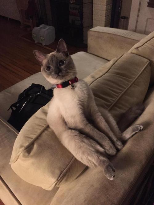 ryebread-witchhunt:  atticus-bitches:  @ryebread-witchhunt    Now these are some cats that can pose for a picture  